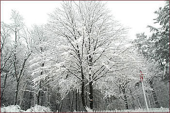 Red Elephant Inn Bed And Breakfast North Conway Luaran gambar